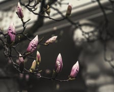 Magnolia przy Podwalu