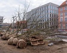 Sadzenie drzew na Nowym Targu, marzec 2024