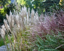 <p>Wrocławski Ogr&oacute;d Botaniczny otwiera się już 1 kwietnia. I to nie prima aprilis.&nbsp;</p>