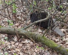 Bóbr, który wpadł do starej piwnicy. Akcja ratunkowa Animal Patrolu