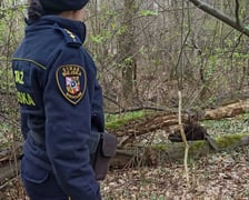 Bóbr, który wpadł do starej piwnicy. Akcja ratunkowa Animal Patrolu