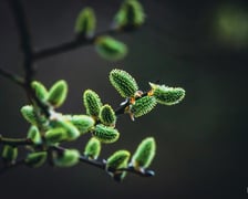 Wiosna na Dolnym Śląsku