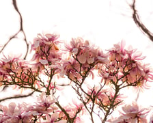 <p>Kwitnące drzewa. Wiosna w parku Szczytnickim</p>
