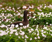 <p>Pozowały r&oacute;wnież kaczki. Wiosna w parku Szczytnickim</p>
