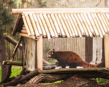 Lian - panda ruda, która od niedawna mieszka w naszym zoo