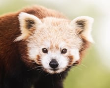Lian - panda ruda, która od niedawna mieszka w naszym zoo