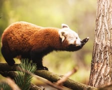 Lian - panda ruda, która od niedawna mieszka w naszym zoo