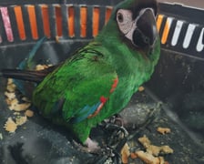 Papuga była trzymana w złych warunkach. Została znaleziona we Wrocławiu