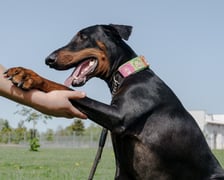 <p>2-letni doberman, kt&oacute;rego do schroniska oddał właściciel. Sky bardzo przeżył rozstanie - był mocno związany z opiekunem. To pies nieufny wobec obcych, ale szybko się otwiera na nowe znajomości. Lojalny, wpatrzony w człowieka. Uwielbia smakołyki i pięknie wykonuje podstawowe komendy.</p>