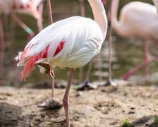 Nowy wybieg i pawilon dla flamingów w zoo Wrocław