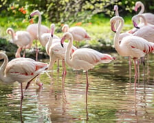 Nowy wybieg i pawilon dla flamingów w zoo Wrocław