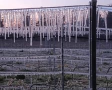 <p>Być może dobrym sposobem okaże się zraszanie winorośłi</p>