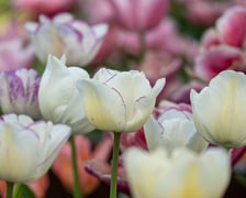 <p>Tulipany w Ogrodzie Botanicznym UWr</p>