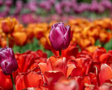 <p>Tulipany w Ogrodzie Botanicznym UWr</p>