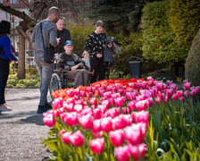 <p>Tulipany i zwiedzający w Ogrodzie Botanicznym UWr</p>