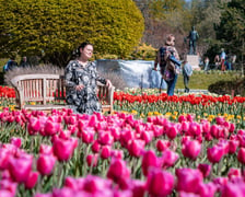 <p>Tulipany i zwiedzający w Ogrodzie Botanicznym UWr</p>