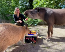 <p>Tapir Sara obchodzi 27 kwietnia swoje święto. Towarzyszą jej opiekunka Pani Agata Kociołek i dwie kapibary</p>