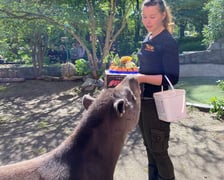 <p>Tapir Sara obchodzi 27 kwietnia swoje święto. Towarzyszą jej opiekunka Pani Agata Kociołek i dwie kapibary</p>
