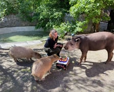 <p>Tapir Sara obchodzi 27 kwietnia swoje święto. Towarzyszą jej opiekunka Pani Agata Kociołek i dwie kapibary</p>
