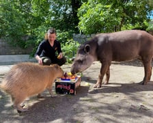 <p>Tapir Sara obchodzi 27 kwietnia swoje święto. Towarzyszą jej opiekunka Pani Agata Kociołek i dwie kapibary</p>