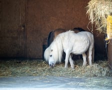 Dziedziniec Zwierzęcy w Zoo Wrocław po ponownym otwarciu