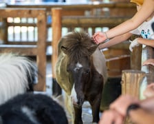 Dziedziniec Zwierzęcy w Zoo Wrocław po ponownym otwarciu