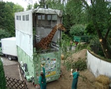 <p>Transport żyrafy</p>