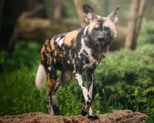 <p>Jedna z nowych samic likaona</p>
