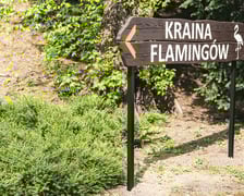 Przeprowadzka flamingów