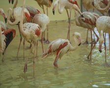 Przeprowadzka flamingów