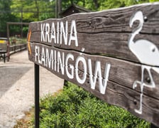 Nowy dom flamingów