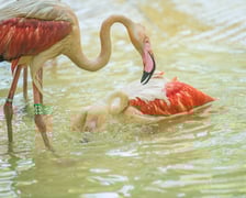 Nowy dom flamingów