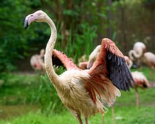 Nowy dom flamingów