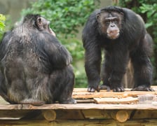 Wrocławskie szympansy na nowym podeście na wybiegu w zoo