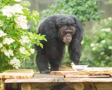 Wrocławskie szympansy na nowym podeście na wybiegu w zoo