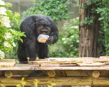 Wrocławskie szympansy na nowym podeście na wybiegu w zoo