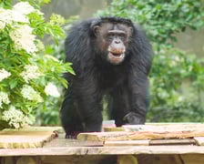 Wrocławskie szympansy na nowym podeście na wybiegu w zoo