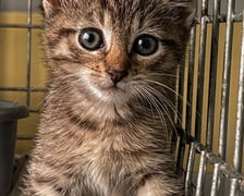 Kocięta do adopcji z wrocławskiego schroniska