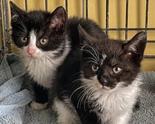 Kocięta do adopcji z wrocławskiego schroniska