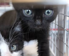 Kocięta do adopcji z wrocławskiego schroniska