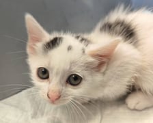 Kocięta do adopcji z wrocławskiego schroniska