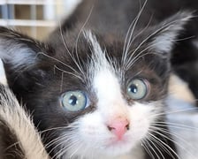 Kocięta do adopcji z wrocławskiego schroniska