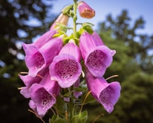 Ogród Botaniczny Roślin Leczniczych Uniwersytetu Medycznego