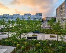 Zielony plac Nowy Targ o wschodzie słońca