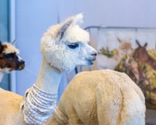 Dolnośląskie Targi Zoologiczne na Tarczyński Arenie
