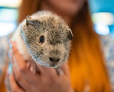 Dolnośląskie Targi Zoologiczne na Tarczyński Arenie