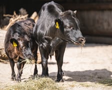 Krówki-miniaturki, czyli bydło rasy dahomey