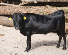 Krówki-miniaturki, czyli bydło rasy dahomey