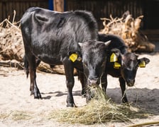 Krówki-miniaturki, czyli bydło rasy dahomey