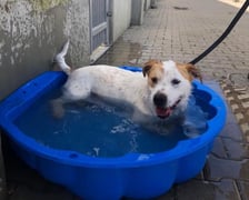 Psy z wrocławskiego Schroniska dla Bezdomnych Zwierząt ochładzają się w upały w basenach. A wszystko dzięki darczyńcom